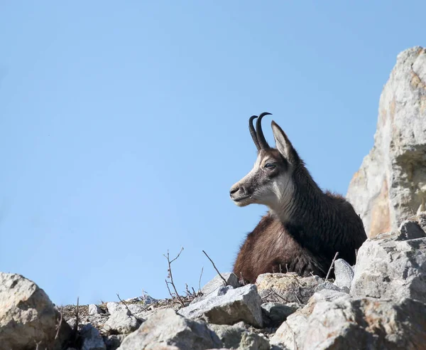 沙摩斯 岩石上的山羊 — 图库照片