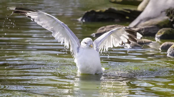 Seagull Waving Its Wings — Stock Photo, Image
