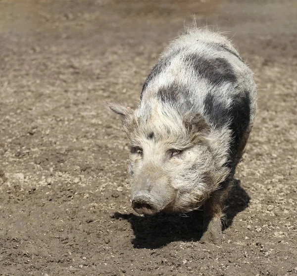 cute pig in the mud