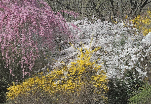 Kolorowe Wiosenne Kwiaty Lesie — Zdjęcie stockowe