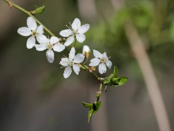 Fleurs Blanches Cerisier — Photo