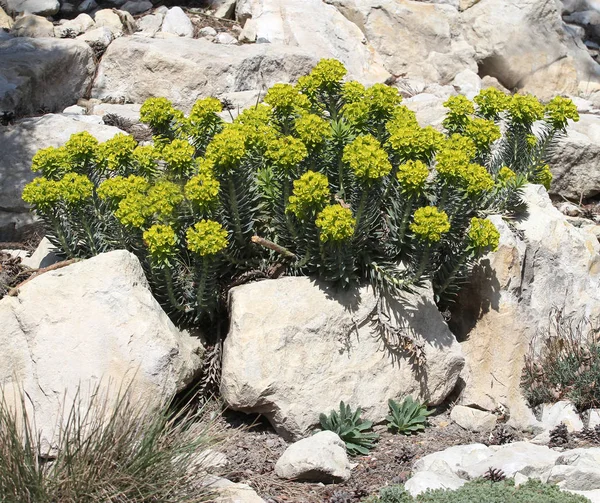 Kaya Üzerinde Çiçek Açan Sütleğen Euphorbia — Stok fotoğraf