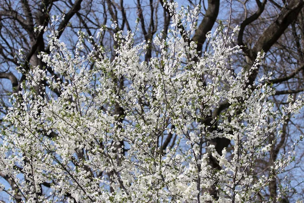 Blommor Ett Träd Våren Körsbärs Träd — Stockfoto