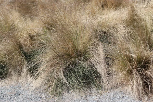 Cachos Ephedra Chilensis — Fotografia de Stock