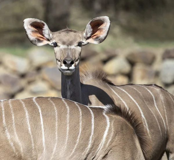 Retrato Maior Kudu Antílope — Fotografia de Stock