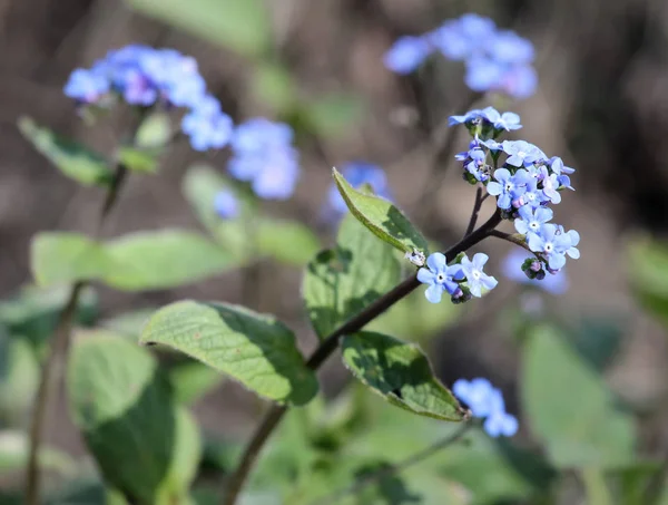 クローズアップから森の忘れ 私の花の花 — ストック写真