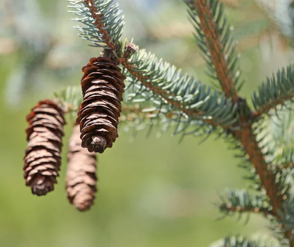 Blauwe Sparren Groene Sparren Met Kegels — Stockfoto