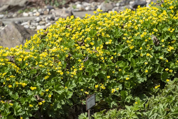 Fält Med Gula Blommor — Stockfoto