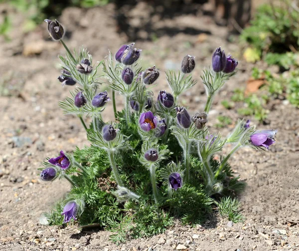 Lila Blommor Trädgården Liten Pasque Blomma Pulsatilla — Stockfoto