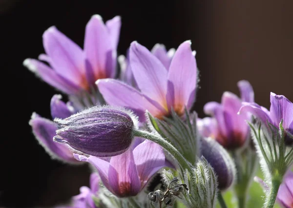 Detay Küçük Yel Çiçek Pulsatilla Çiçekleri — Stok fotoğraf