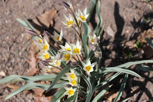 Gula Och Vita Blommor Våren — Stockfoto