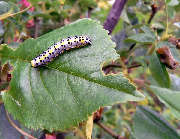 Caterpillar บนใบไม — ภาพถ่ายสต็อก