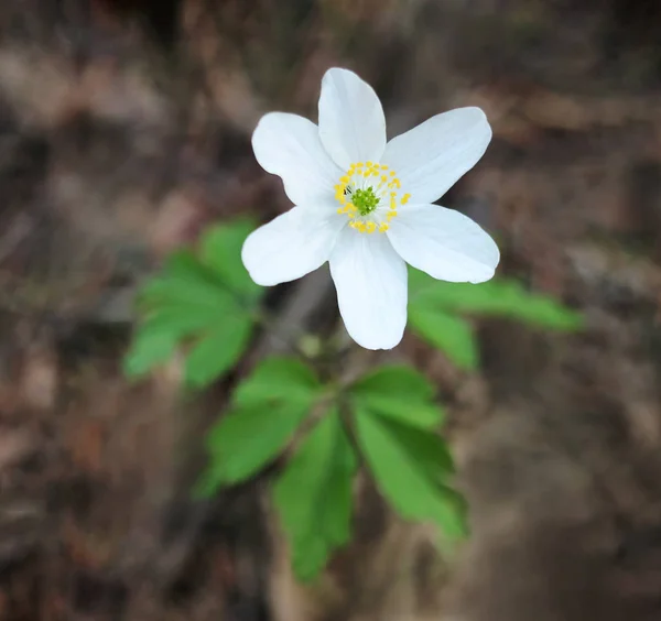 Kwiat Wiatru Anemonu — Zdjęcie stockowe