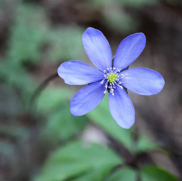 Blüte Der Anemone Hepatica Aus Nahaufnahme — Stockfoto