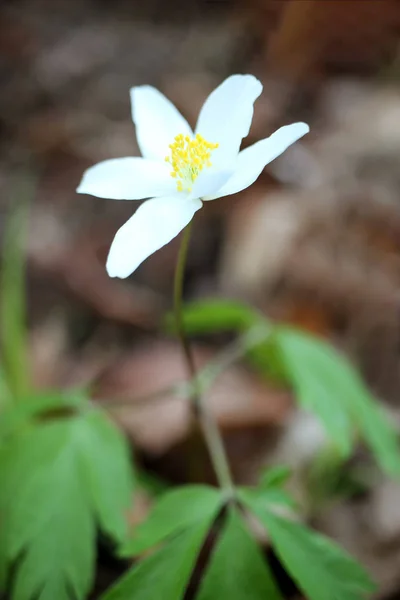 Kwiat Wiatru Anemonu — Zdjęcie stockowe