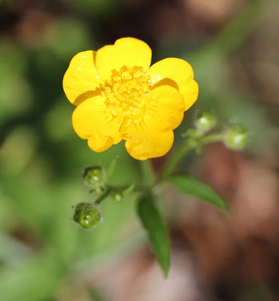 Blüte Der Sumpf Ringelblume Aus Nächster Nähe — Stockfoto