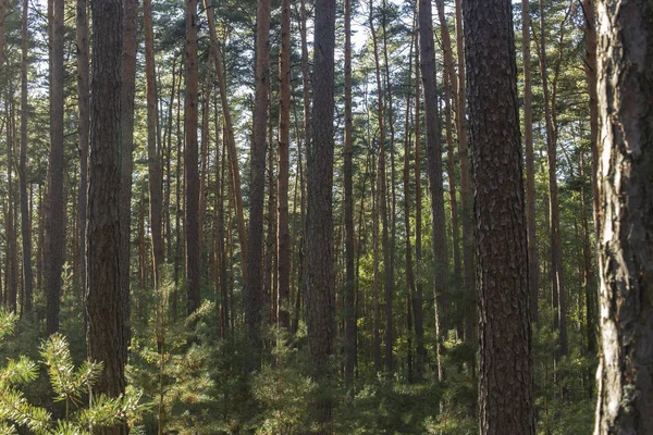 Pine trees in the forest Stock Picture