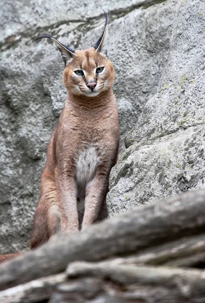 Caracal Zoek Naar Lens Rechtenvrije Stockafbeeldingen