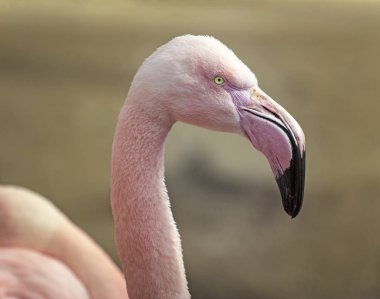 pembe flamingo closeup