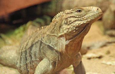 Rock profilinden Iguana