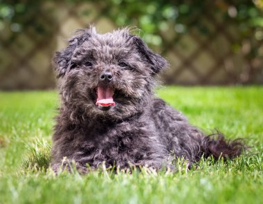 bahçede Rus Bolognese köpek