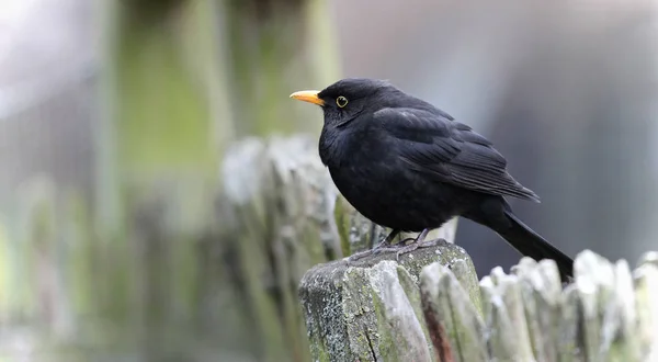 Blackbird Sitting Fence — Stock Photo, Image