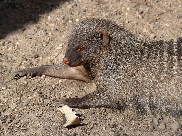 Luwak Banded Adalah Meletakkan — Stok Foto