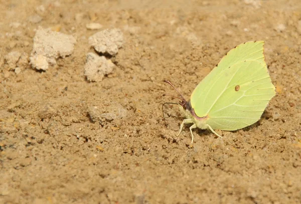 Gonepteryx Auf Dem Sand Von Profil — Stockfoto