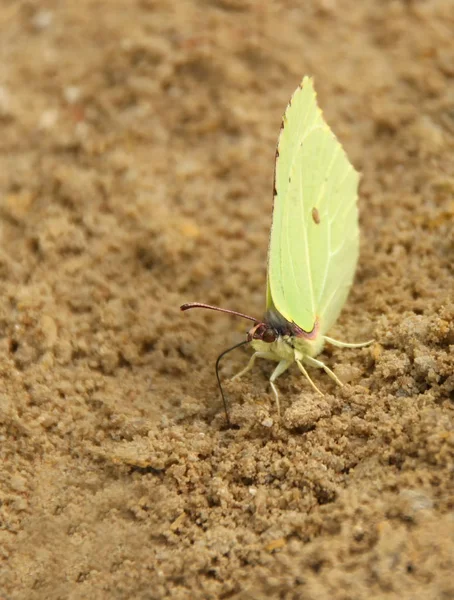 Gonepteryx Sitzt Auf Dem Sand — Stockfoto