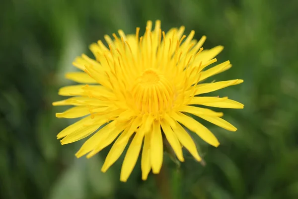 Löwenzahn Auf Grünem Bokeh Hintergrund — Stockfoto