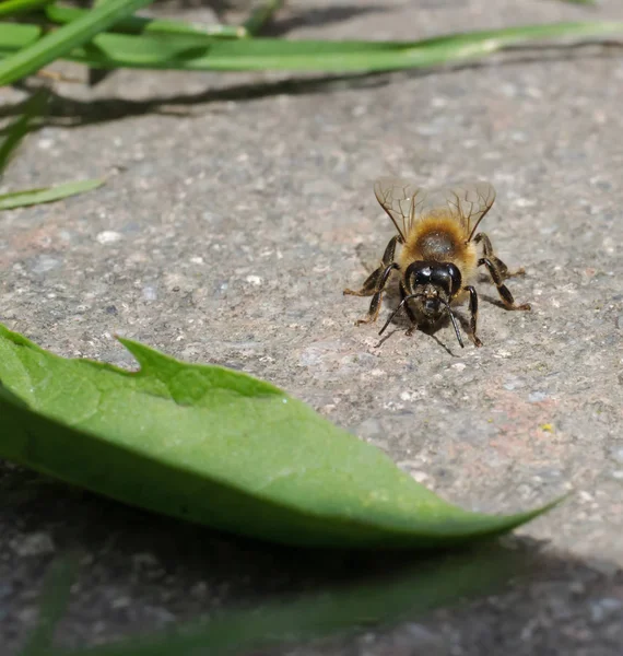 portrait of bee sitting on the ground