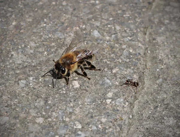 Biene Und Ameise Auf Dem Boden — Stockfoto