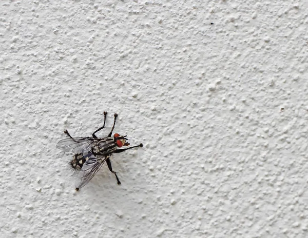 Fliege Isoliert Weißer Wand — Stockfoto