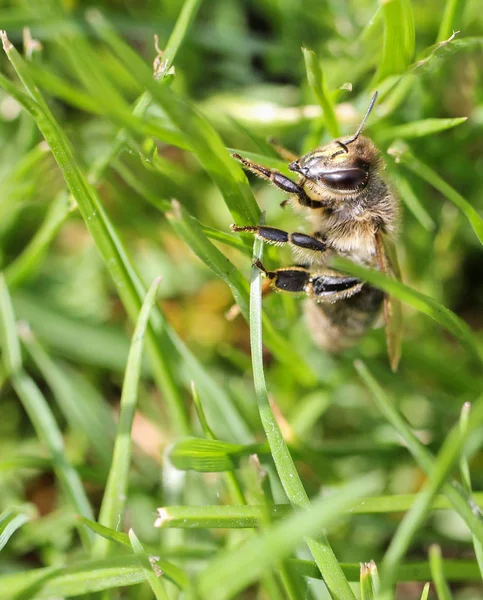 Abeille Est Assis Dans Herbe — Photo