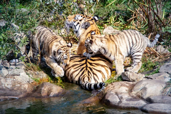 group of ussurian tigers, mum with kittens