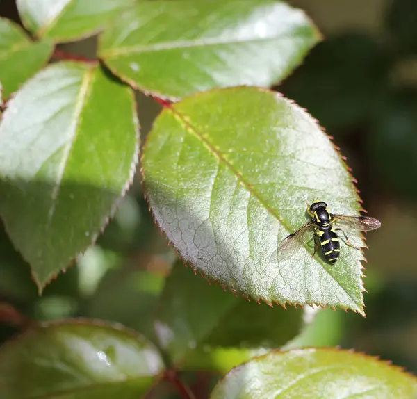 Grüne Blätter Baum Mit Bunter Fliege — Stockfoto