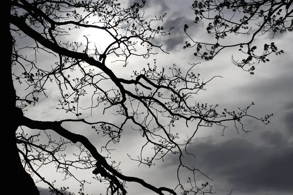 Силуэт Дерева Против Облаков Дуба — стоковое фото