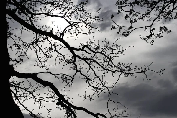 Silhouet Van Een Boom Tegen Wolken Eik — Stockfoto