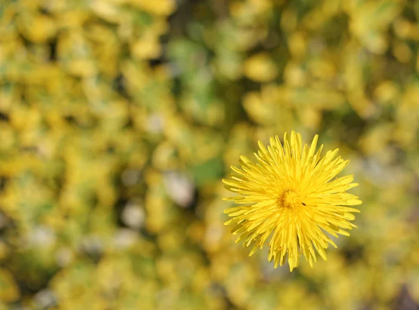 Sarı Bokeh Arka Planda Karahindiba — Stok fotoğraf