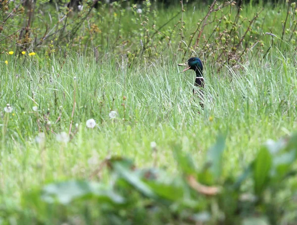 Pássaro Grama Pato — Fotografia de Stock