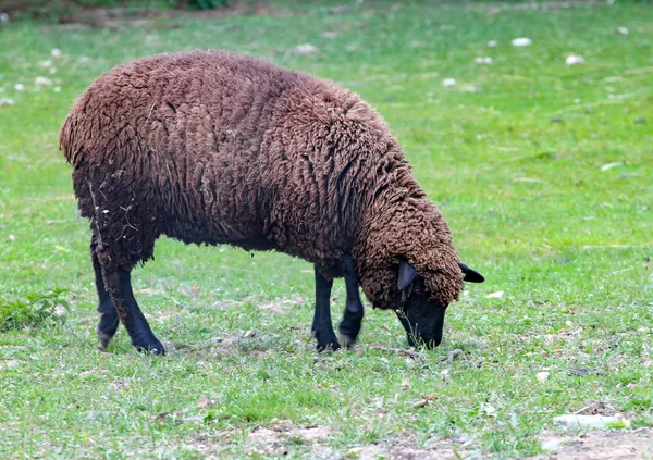 Owce Łące Pastwisko — Zdjęcie stockowe