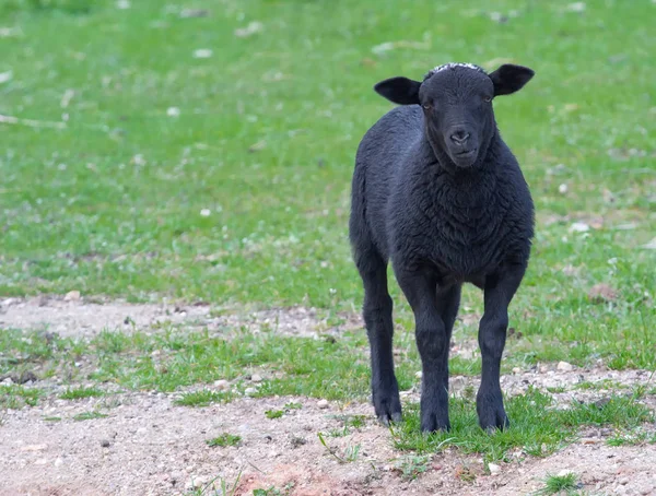 Owce Łące Jagnięciny — Zdjęcie stockowe