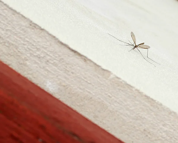 Mücke Sitzt Auf Weißer Wand — Stockfoto