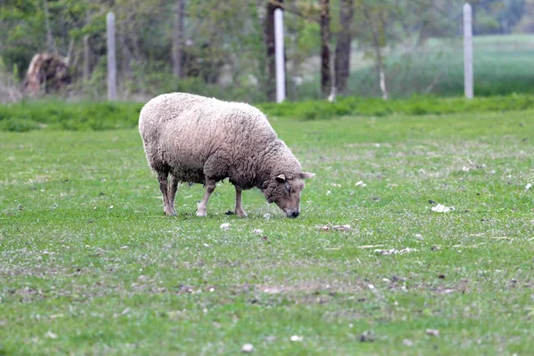 Овцы Лугу Пастбище — стоковое фото