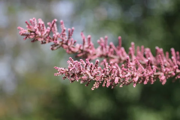 정원에서 분홍색 리스크 — 스톡 사진