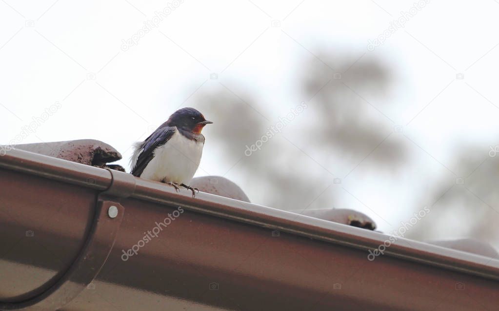 barn swallow is sitting on the eaves