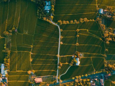 yeşil manzara Bali görünümünü