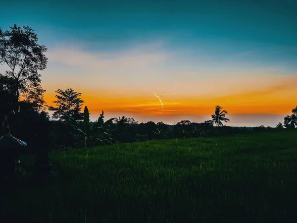 View Sunset Rice Field — Stock Photo, Image