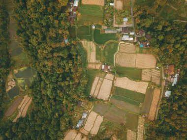 köy ve pirinç alan