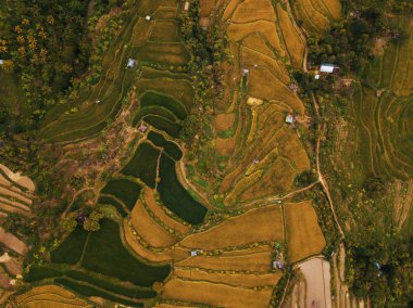 Bali güzel tropikal peyzaj